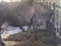 Үнээ, Swiss cattle — 7 зураг