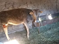 بقرة, Swiss cattle — الصورة 3