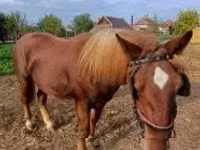 Hengst, Pferde — Foto 5