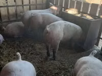母猪, Pigs — 照片 2