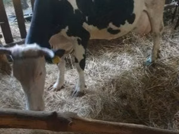 Vaca, Russian Black pied cattle