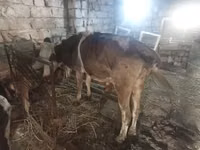 بقرة, Simmental cattle — الصورة 1