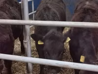 Cattle (batch, sex not specified), Limousin cow — photo 6