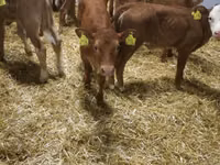 Rinder (Partie, Geschlecht nicht angegeben), Simmental cattle — Foto 4