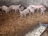 Sow, Pigs — photo 2
