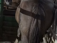 Yegua, Caballos — foto 2