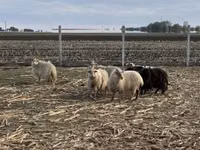 Sheep, Racka sheep — photo 1