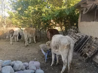 Vaca, Ganado vacuno — foto 7