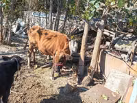 गाय, एबरडीन - एंगस — फ़ोटो 3