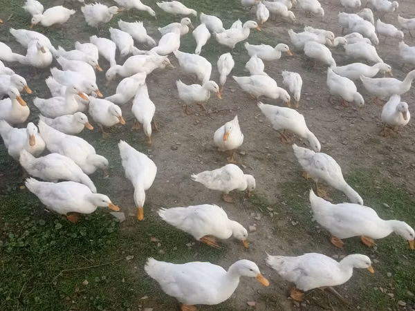 German Pekin