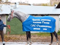 Caballo, Orlov Trotter — foto 2