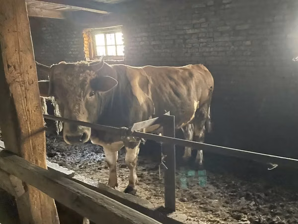 Bulle, Simmental cattle