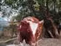 गाय, लाल степीय गाय — फ़ोटो 4