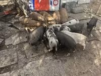 公猪 — 照片 3