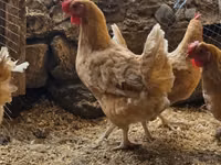 لوهمان براون — الصورة 6