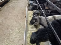 Ram, Sheep — photo 3
