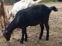 बकरी, Alpine goat — फ़ोटो 2