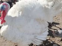 Turkeys — फ़ोटो 1