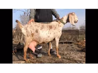 تيس, Kamori goats — الصورة 3