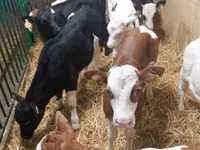 Bovinos (lote, sexo no especificado), Simmental cattle — foto 4