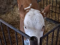 بقرة, Charolais cattle — الصورة 2