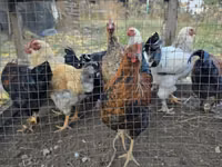 Chickens — Foto 6