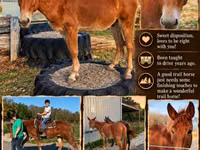 Caballo, Mule — foto 1