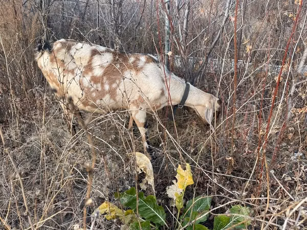 बकरी, Nubian Goat