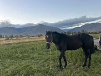 Horse (M), Friesian sport horse — photo 3