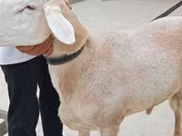 Ram, Aland sheep — photo 1