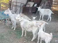 母山羊, Dutch Landrace goats — 照片 2