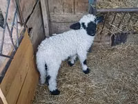 Widder, Wallis Country sheep — Foto 3