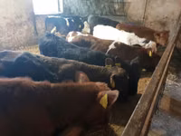 Cattle (batch, sex not specified), Cattle — photo 4