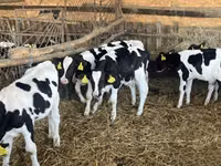 ثور, Russian Black pied cattle — الصورة 4