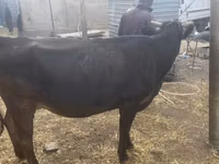 Cow, Cattle — photo 5