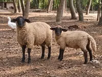 Хуц, Suffolk sheep — 3 зураг