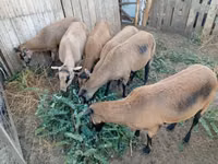 Schaf, Cameroon sheep — Foto 3