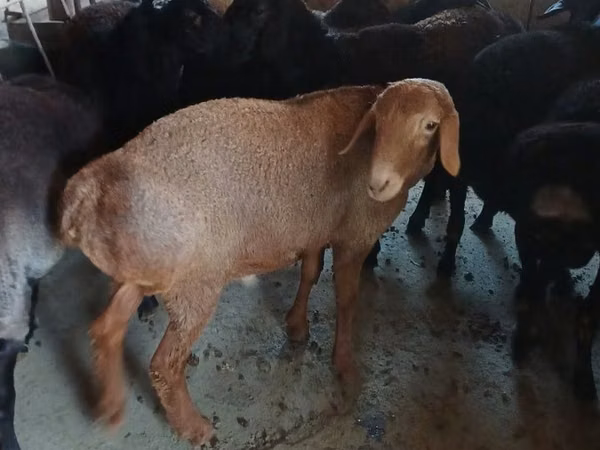 Billy Goat, Boer goat