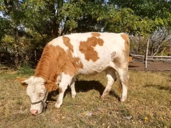 Үнээ, Унгарын саарал үүлдэр