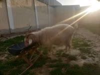 Goat, Irish goat — photo 2