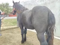 公马, Horses — 照片 1
