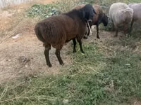 Ram, Rhon sheep — photo 1