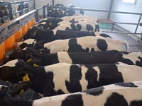 Toro, Russian Black pied cattle — foto 1