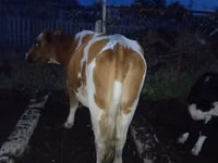 بقرة, Latvian Blue cattle — الصورة 2