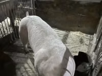 خنزير ذكر, الخنازير — الصورة 2