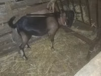 تيس, الماعز — الصورة 2
