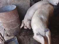 Boar, Pigs — photo 6