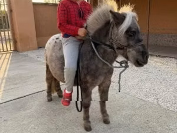 حصان, Falabella