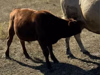公牛, Red Polled Cow — 照片 6