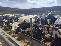 Vaca, Raza Holstein — foto 5